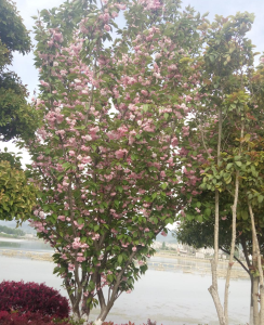 让日子盛开