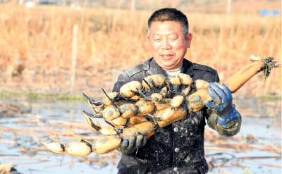 农业节水 莲藕丰收