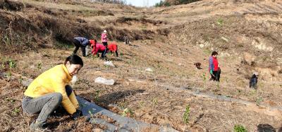 冬季好时节 补栽补种忙