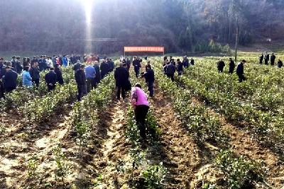 我县举行茶叶产业发展暨茶园春季管理推进会  