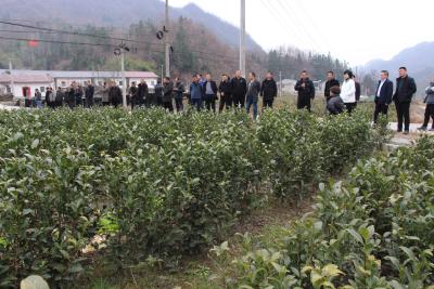 窑淮镇召开茶叶产业发展暨茶园管理培训会
