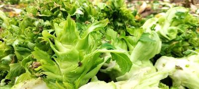 白鹤镇：以能力作风建设成效推动特色产业提质增效