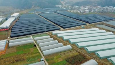 【共同缔造】白鹤镇：大棚“空档期”种植羊肚菌 助力实现钱粮“双增收”