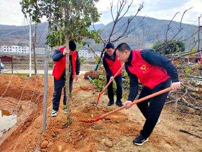 白鹤镇：为绿充“植”  “树”造文明