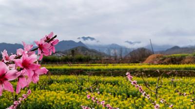房县：油菜花开美如画 乡村振兴“加满油”