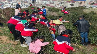 门古寺镇秦口小学：开设“茶”课 丰富劳动教育内涵