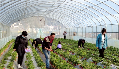 房县：草莓采摘正当时 农民致富劲头足