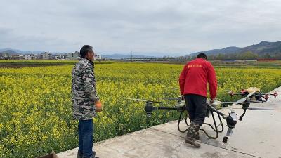 军店镇：无人机“飞防”助增收