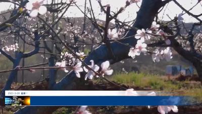 古桥桃花开  美景入画来