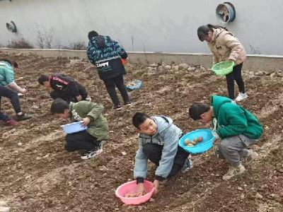 九道乡八里小学：开展劳动教育进课堂  开心快乐学知识