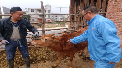 白鹤镇畜牧兽医服务中心：全面开展春季动物防疫工作