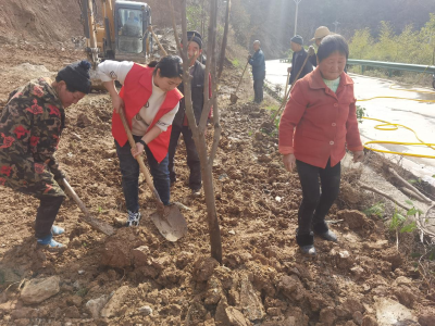 绿色低碳共建美丽家园，青峰镇开展义务植树系列活动 