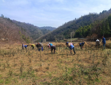土城镇：提供技术指导 护航茶叶春耕