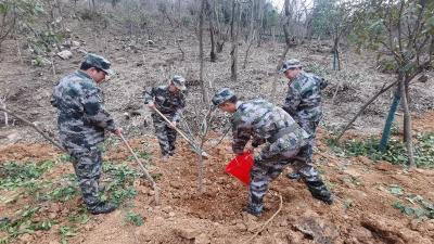 野人谷镇：植树造林添新绿 雷锋精神永传承