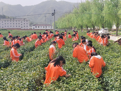 春光无限好，学子采茶忙——窑淮学校开展采茶实践活动