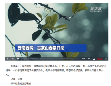 云南西畴：古茶山春茶开采
