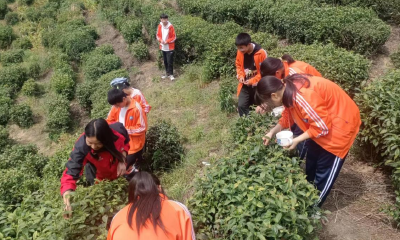 窑淮镇：生态茶园吐新绿  茶旅研学润心田