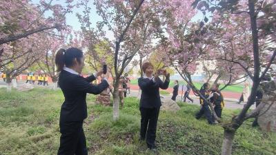 房县东城小学： 樱花齐绽放 校园美如画