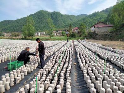 青峰镇：木耳产业喜丰收 助农增收添活力