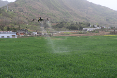 房县：无人机“飞防” 护小麦健康