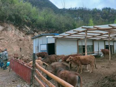 回龙乡：狠抓春季畜牧安全生产 助农稳定增收