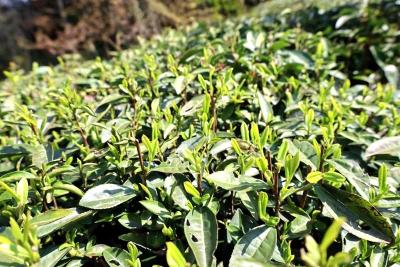 白鹤镇：春茶上新话振兴