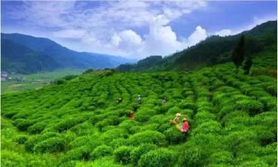 窑淮镇将举办第二届茶旅文化节