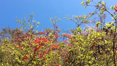 千家坪第二届杜鹃节暨抖音大赛正式启动  