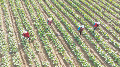 房县化龙堰镇兴产业 促增收