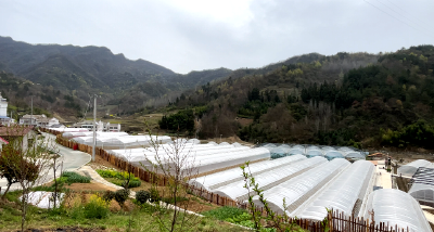 【能力作风建设系列报道】陈家铺村的“五彩画卷”