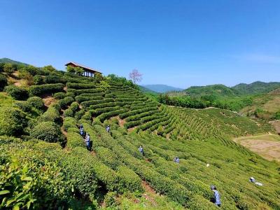 窑淮镇：万亩茶园“点绿成金”   绘就乡村振兴新画卷