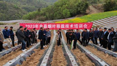 房县：烟苗移栽正当时 满目新绿育希望