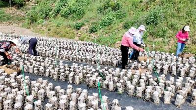 青峰镇：木耳喜丰收  菌农笑开怀