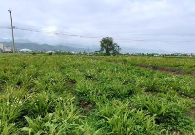 军店镇向家湾村：走出白芨产业致富好路子