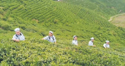 茶旅融合发展 赋能乡村振兴