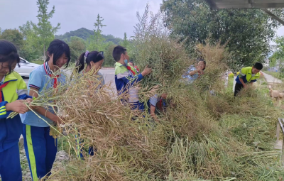 房县军店小学：体验农耕插秧 乐享劳动快乐