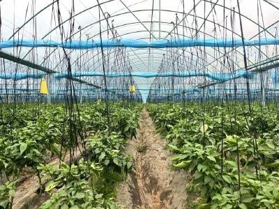 房县：辣椒铺就致富路 奏响增收“椒”响曲