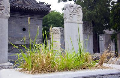 北京市道教协会第六届东岳论坛暨《道教与坚持中国化方向研究》新书发布会举行 挖掘历史文化资源　推动道教文化传承创新发展