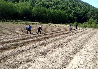 县生物医药产业发展中心：三举措助力播种中药材16000亩