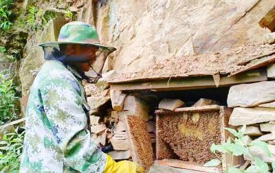 朱本剑：勤劳酿出“致富蜜” 