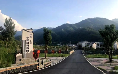 房县：中草药开出“致富方” 