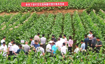 全市下部烟叶优化结构暨打顶岗位大练兵活动在回龙乡召开