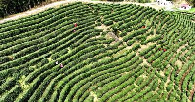 房县：万亩荒山换“青颜” 茶旅融合激活乡村振兴新动能