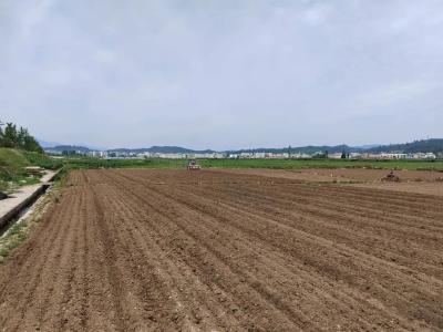 房县：推广复合种植 提高生产效率