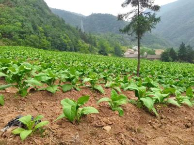 万峪河乡：夏收夏种农忙时 复耕复种促增收