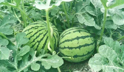 房县：瓜果飘香采收忙