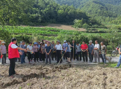 野人谷镇：玉米套大豆 助农“双增收”