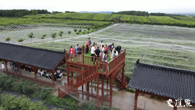 奮進中國 大江澎湃｜一顆藍莓撬動億級產業鏈，團山村上演“蝶變記”