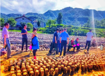 房县土城镇:田间地头宣传忙，乡音乡语送平安