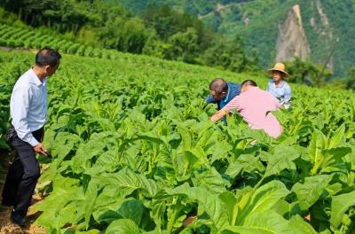 九道乡：田间打顶抑芽忙